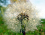 dandelion