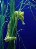 <font size=+1>Seahorse<br><font size=-2>by<br>Lisa Young