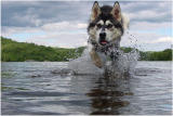 Bella Attacks <br><FONT SIZE=1>by: A Van Beek</FONT><BR>