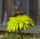 Yet Another Bee