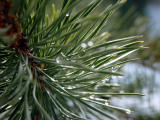 tahoe tree by GadgetFreak