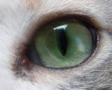 cateyebck