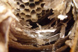 Bee Hive Innerds  by Dragonfly