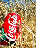 In Pursuit of the Wild CocaCola VI - Standing Tall - the Bull Coke