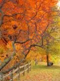 <b>5th(Tie)</b><br><b>Fall is Leaving Us: Autumn Leaves</b> <i> <font size=1>by Lynn Towns</font></i>