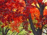 <b>Fall is Leaving Us: Hunt for Red October</b> <i> <font size=1>by Lynn Towns</font></i>