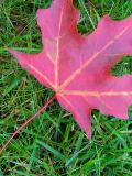 <b>Fall is Leaving Us: Leave Me Alone</b> <i> <font size=1>by Lynn Towns</font></i>