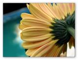 Closing the Pool:  One Last Look  by Roberta