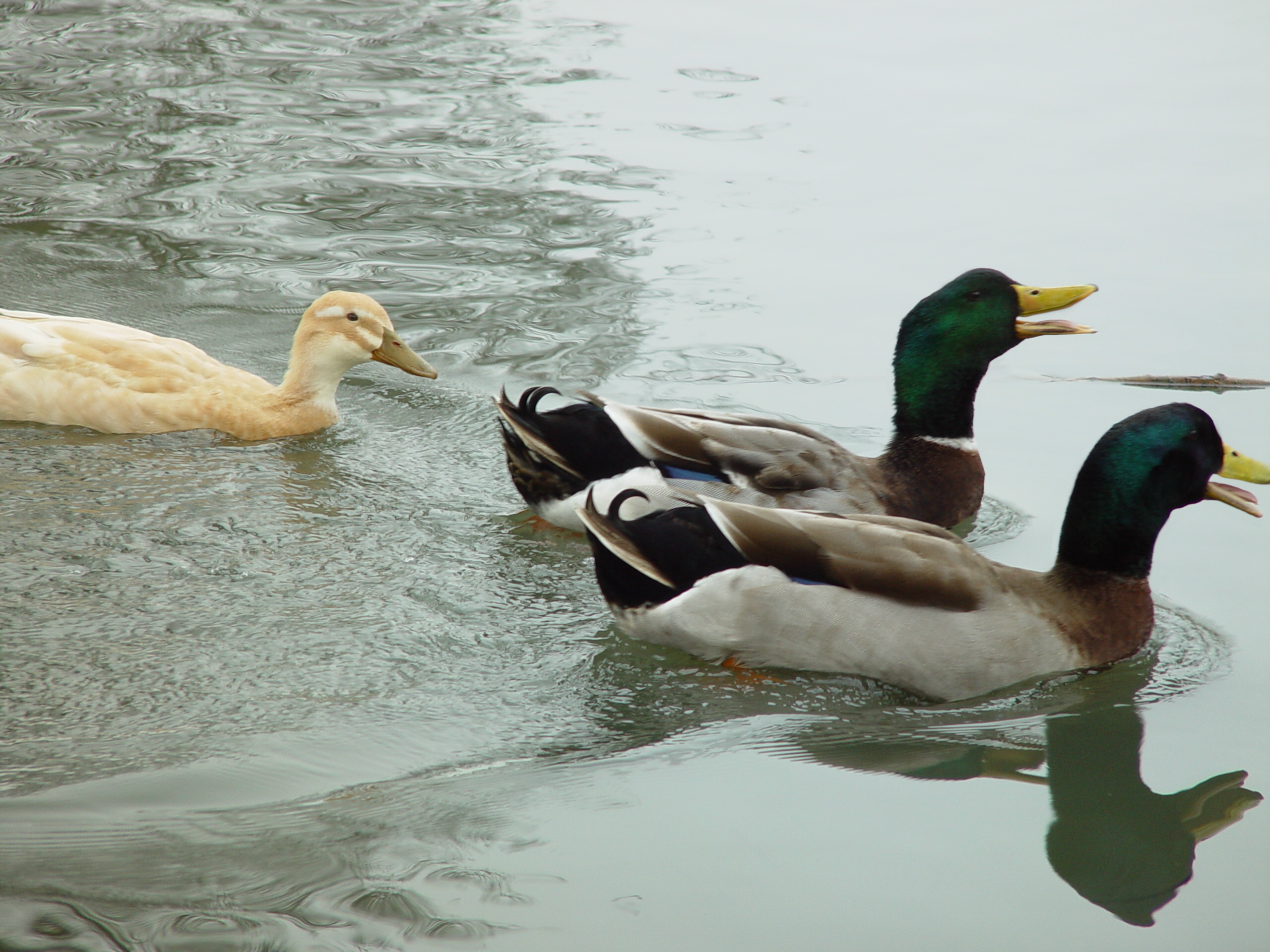 The Ugly Duckling by Nee