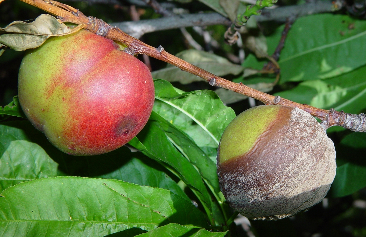 Rotting Fruit