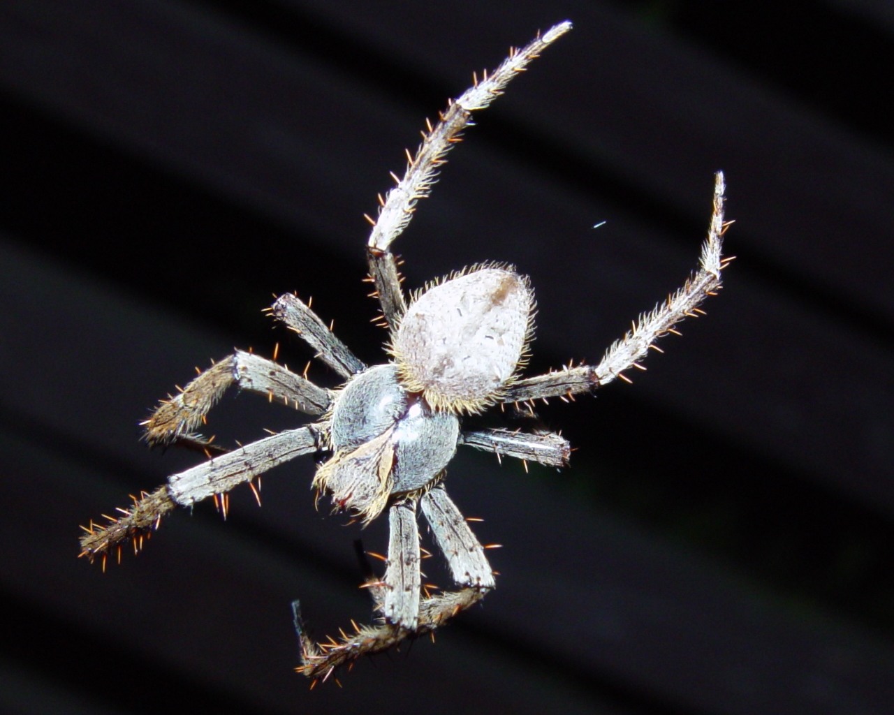 <p align=center><b>Web Dweller</b><br><i><font size=1>by </font >youwish</i></font></p>