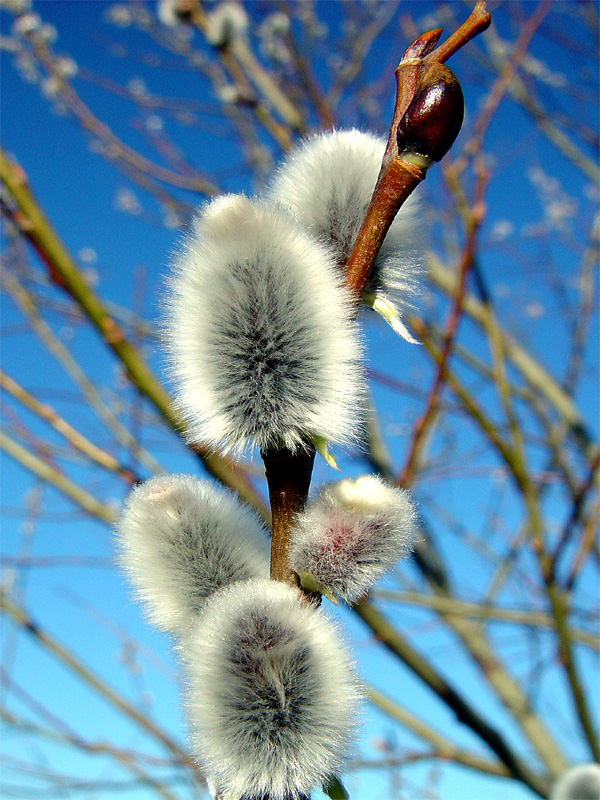 <h4/> 3rd PLACE</h4>Spring is in the Air by Klaus Wiese