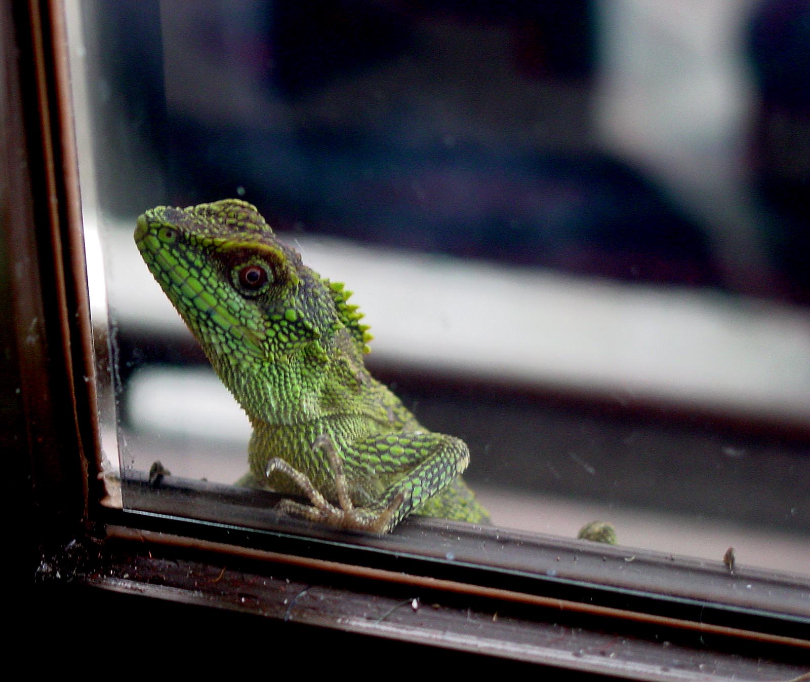I Hear Ya Knockin, But Ya Cant Come In