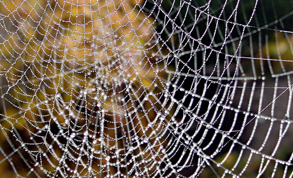 Two webs and dew