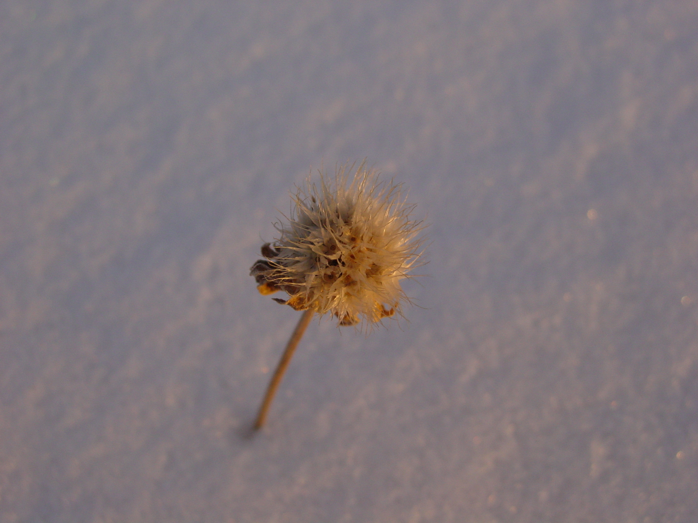 Snow Thistle at Sunset