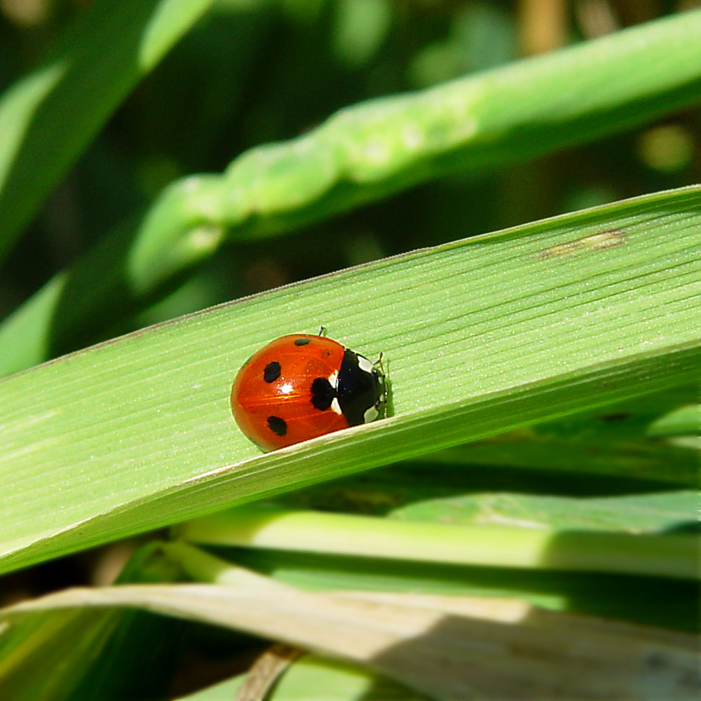Ladybug on Winter Oats