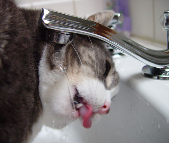<b>Urban beast at the waterhole</b><br><font size=1>by PT Kitty</font><br>