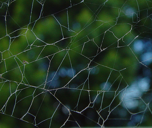 Charlottes tattered, abandoned, web