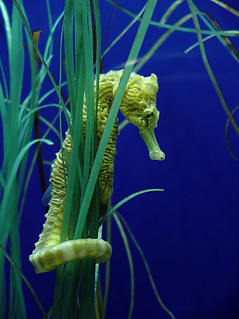 <font size=+1>Seahorse<br><font size=-2>by<br>Lisa Young