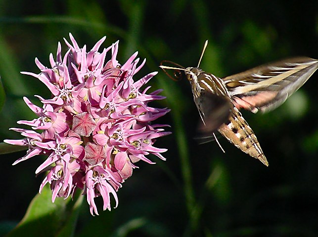 <font size=+1>Humming Bird Moth Feeding On A Milkweed<br><font size=-2>by<br>Lisa Young