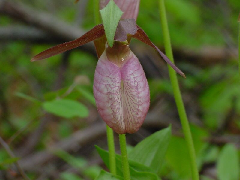 Lady Slipper by Larz