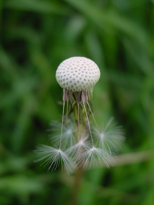 dandylion after