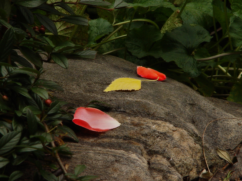 Rose Petal series/ fallen by Harry Behret