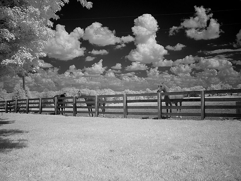 My brothers farm 1 horses by Katherine Kenison
