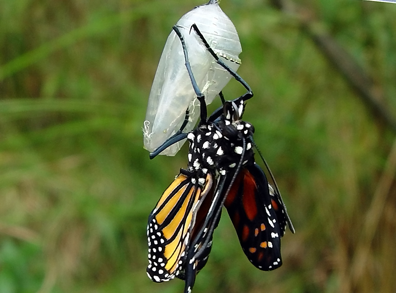 <B>Monarch Emerging</B><br>3 of 4<BR><FONT size=2>by Bill Borne</FONT>