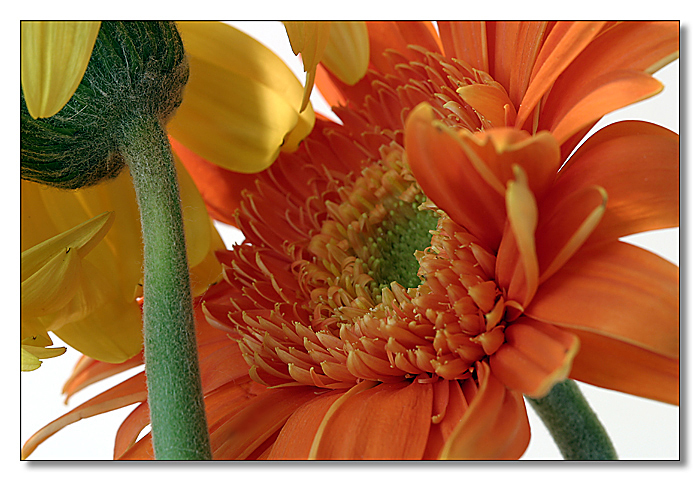 Gerbera I    by Roberta