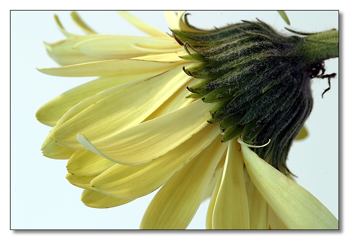 Gerbera II     by Roberta