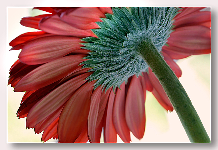 Gerbera III  by Roberta