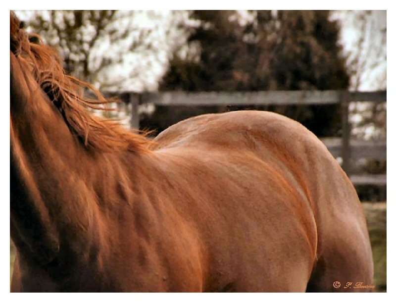 <b>When I Grow Up, I Will Be...Part 2</b><br><br><font size=2>Running With The Wind<br> by  P. Beeson</font size>