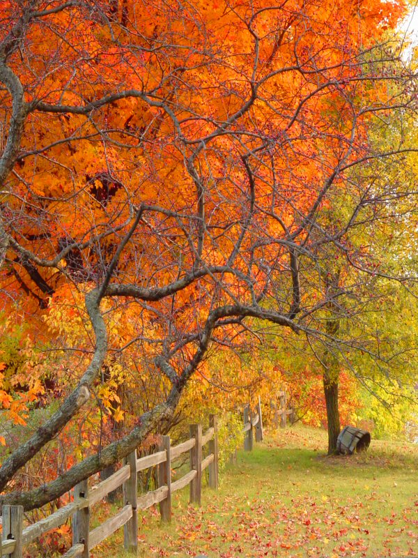 <b>5th(Tie)</b><br><b>Fall is Leaving Us: Autumn Leaves</b> <i> <font size=1>by Lynn Towns</font></i>