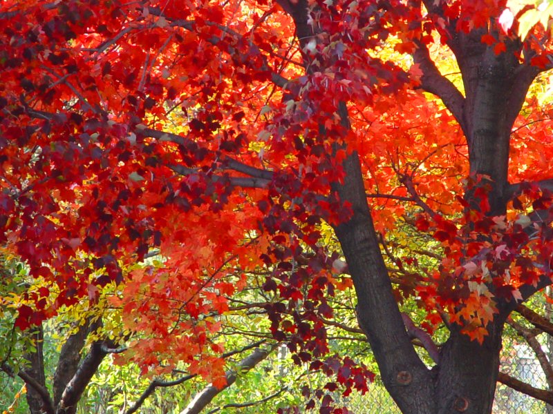 <b>Fall is Leaving Us: Hunt for Red October</b> <i> <font size=1>by Lynn Towns</font></i>