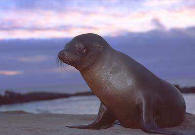 Gallapagos131TwilightSealSM.jpg