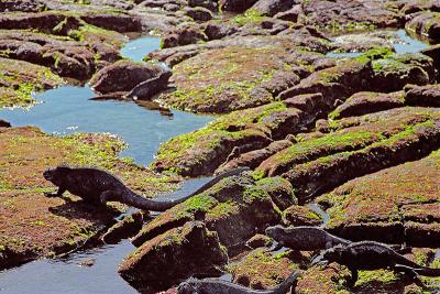 Gallapagos160IguanaCrossiSM.jpg