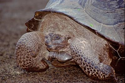 Gallapagos164TortoiseSM.jpg