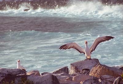 Gallapagos042AlbatrossAria.jpg