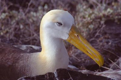 Gallapagos044AlbatrossSM.jpg