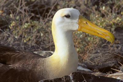 Gallapagos045AlbatrossSM.jpg