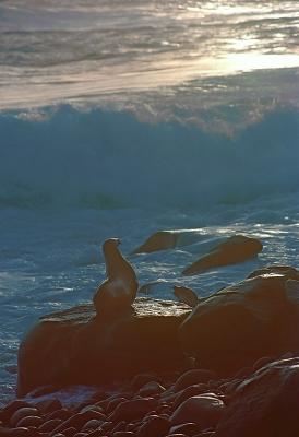 Gallapagos051SurfnSealionSM.jpg