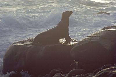 Gallapagos059SurfnSealionSM.jpg