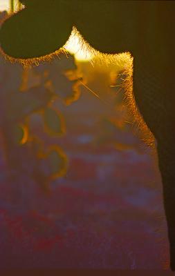 Gallapagos067SpinySunsetSMstn.jpg