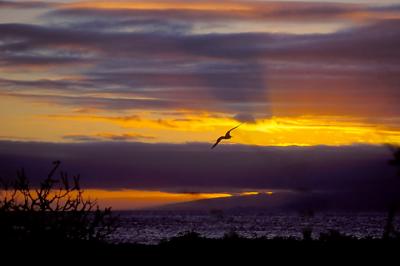 Gallapagos069LastFlightSM.jpg