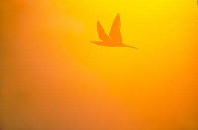 Gallapagos071SunsetBirdSM.jpg