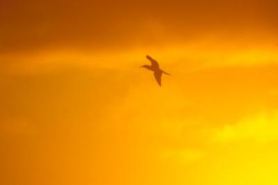 Gallapagos072SunsetBirdSM.jpg