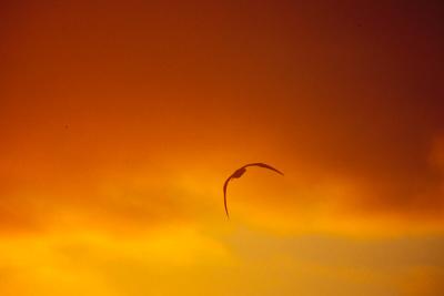 Gallapagos075LastFlightSM.jpg