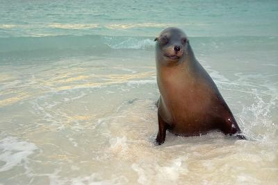 Gallapagos115SealionDawnSM.jpg