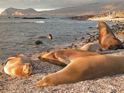 Gallapagos607SealSnoozeSM.jpg